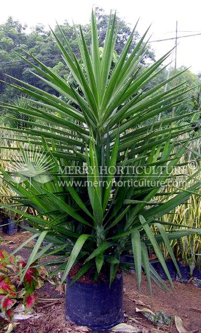 Yucca elephantipes (Multi stem)